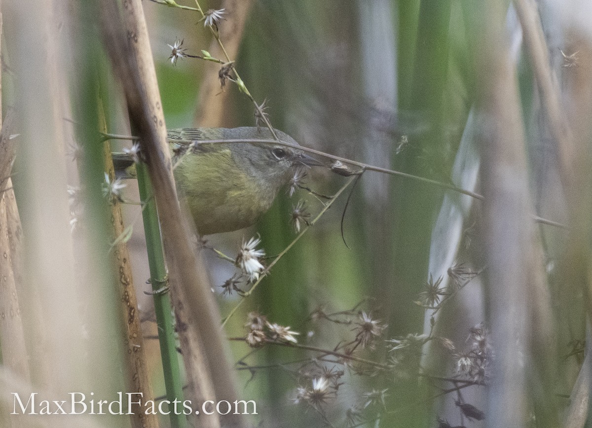 Orange-crowned Warbler - Maxfield Weakley