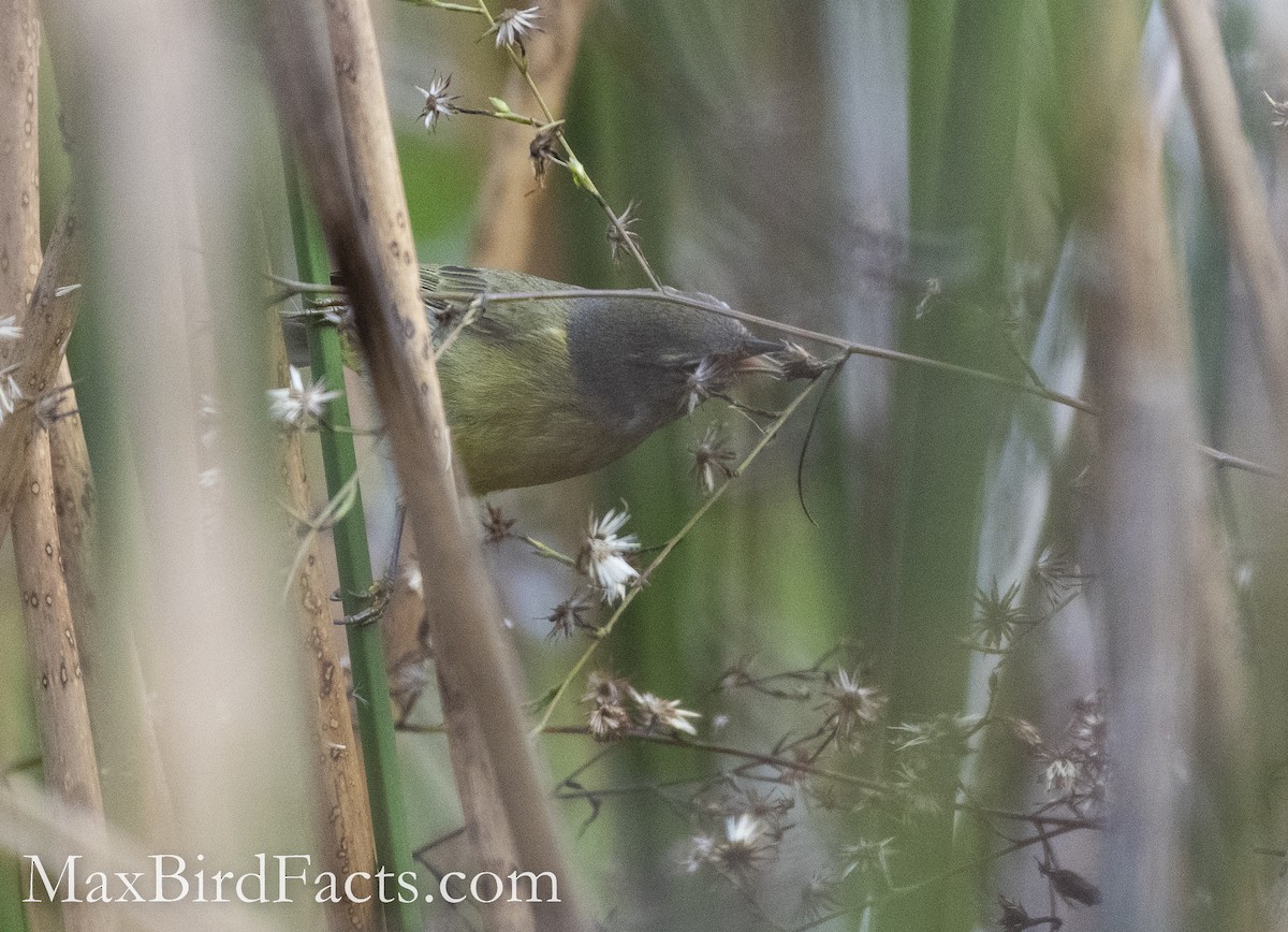 Orange-crowned Warbler - ML511934631