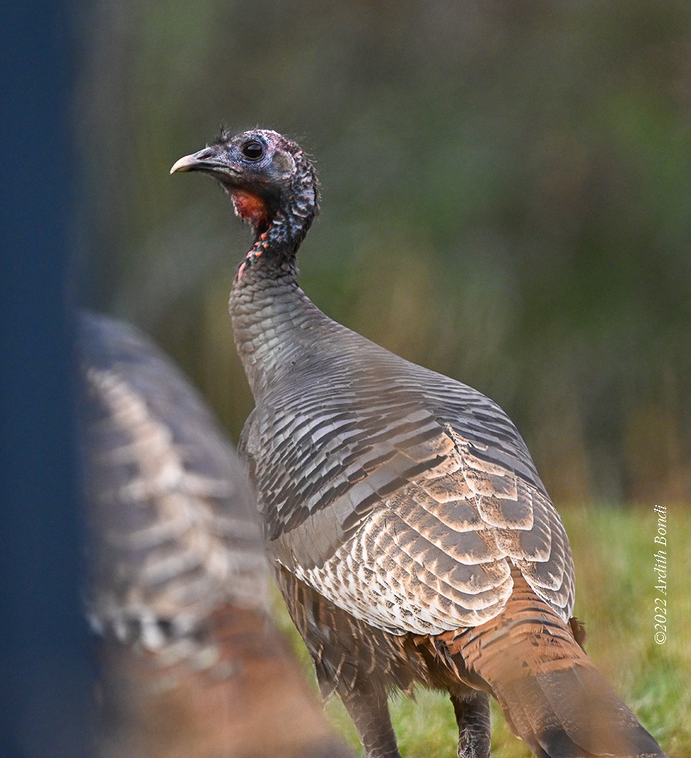 Wild Turkey - ML511935121