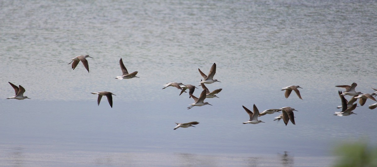 Common Greenshank - Bruno Durand