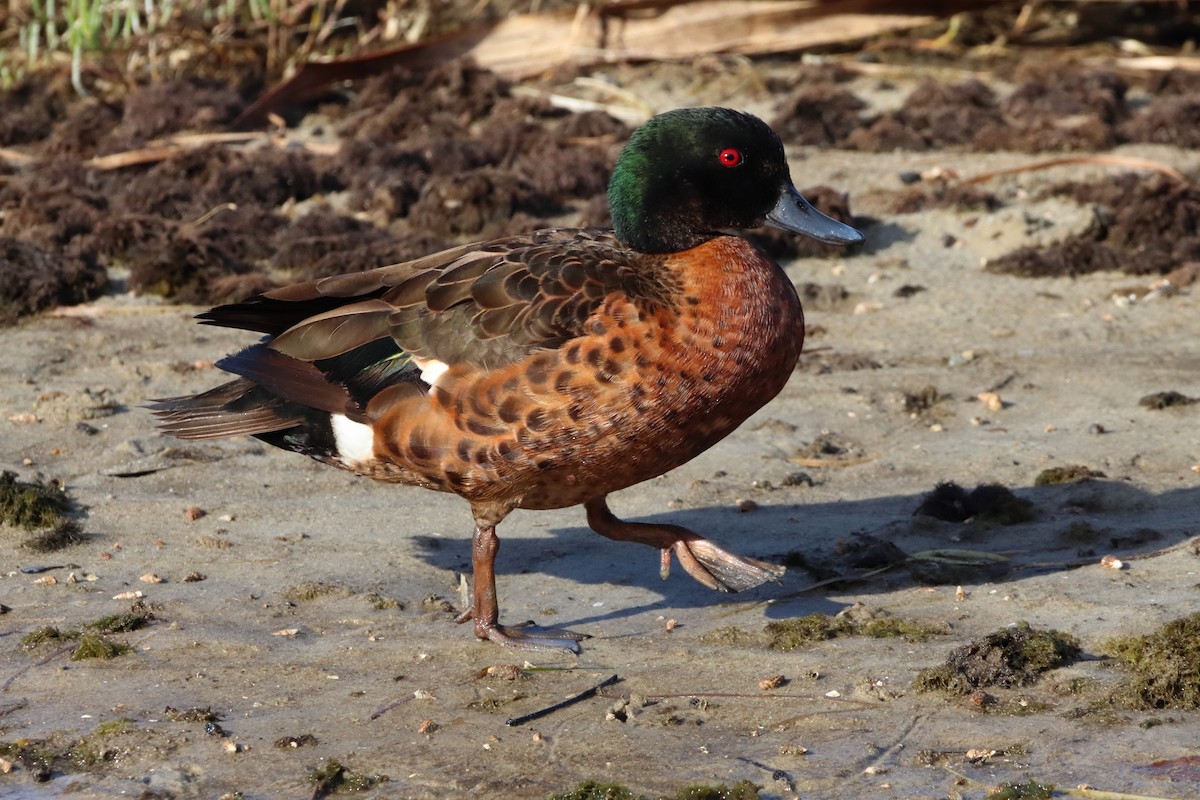 Chestnut Teal - ML511935701