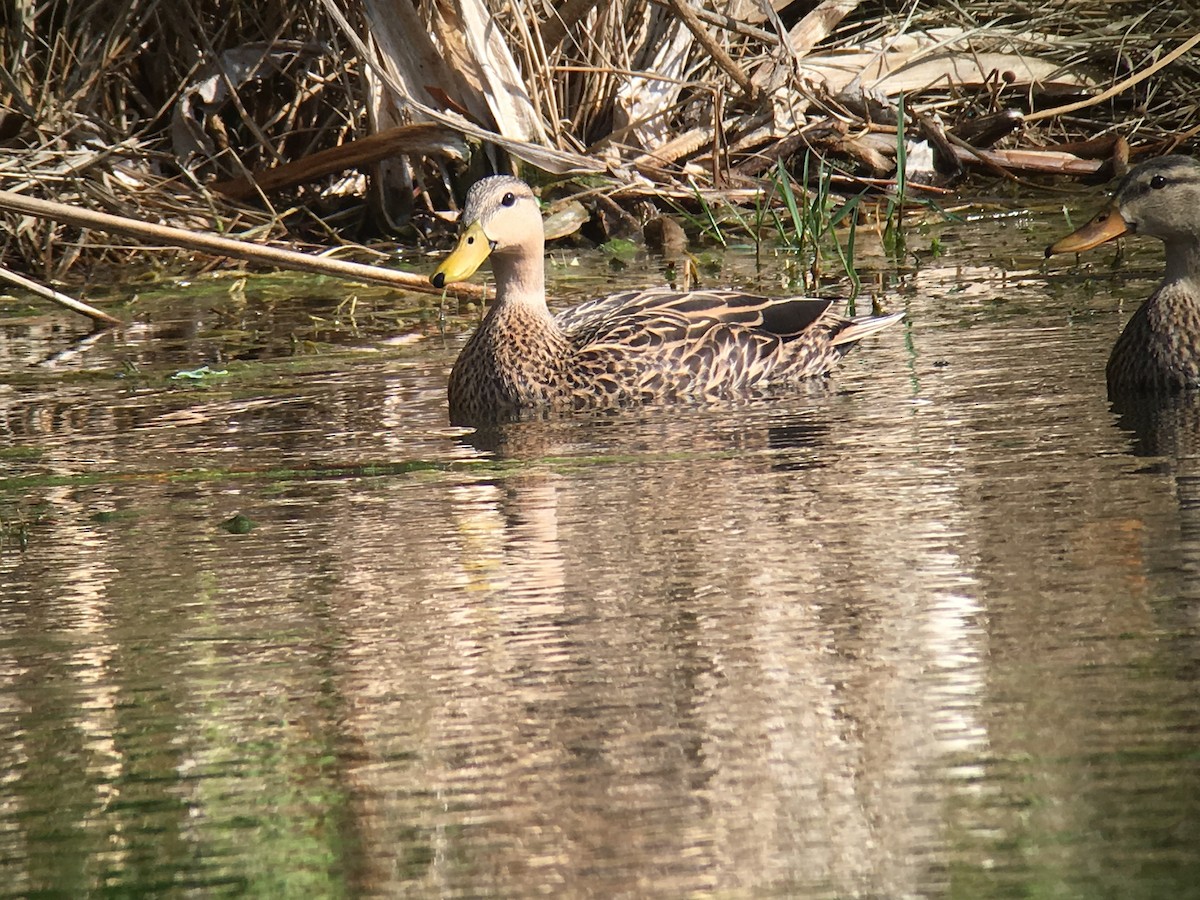 Mallard x Mottled Duck (hybrid) - ML51193701