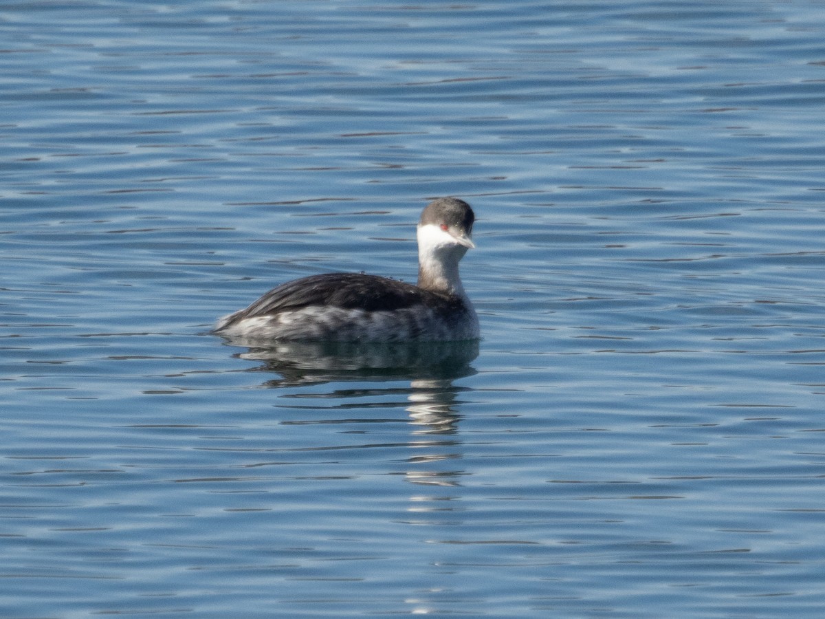 Horned Grebe - Stephen Tarnowski