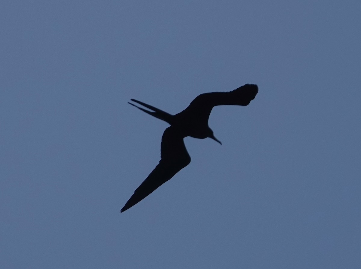 Magnificent Frigatebird - Jill Punches