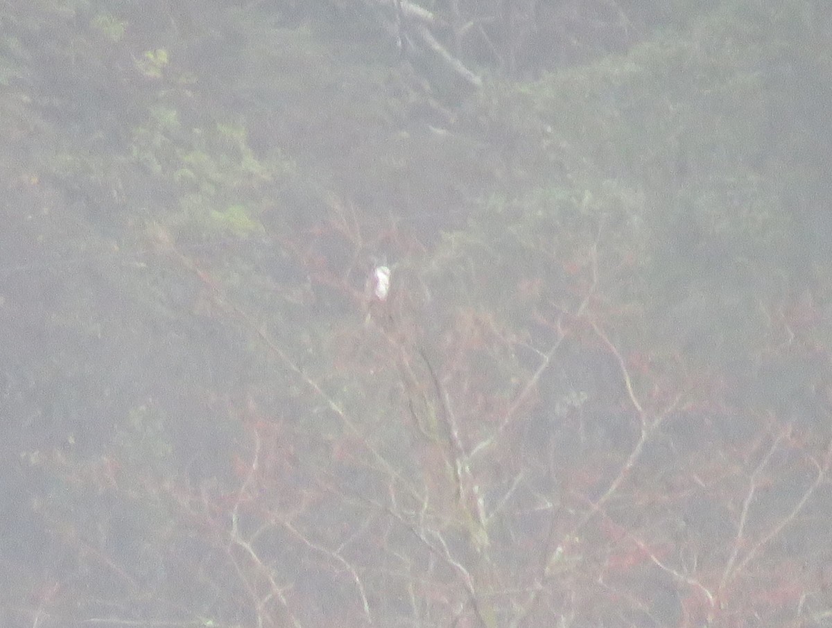 White-tailed Kite - ML511942851