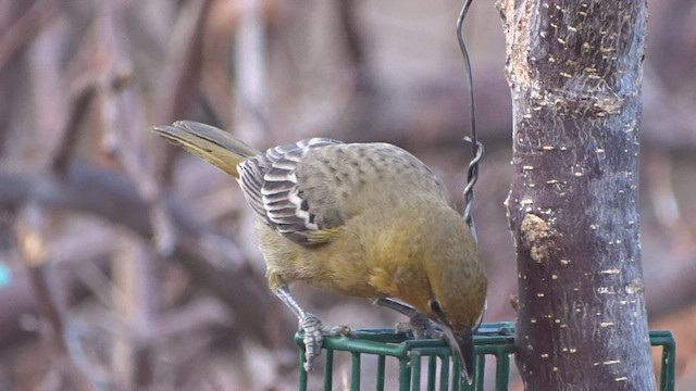 Streak-backed Oriole - ML511943321