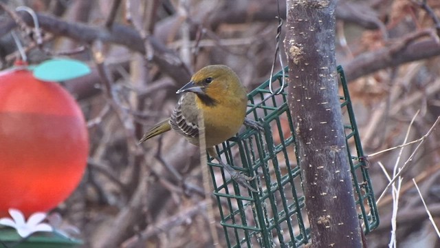 Streak-backed Oriole - ML511943331