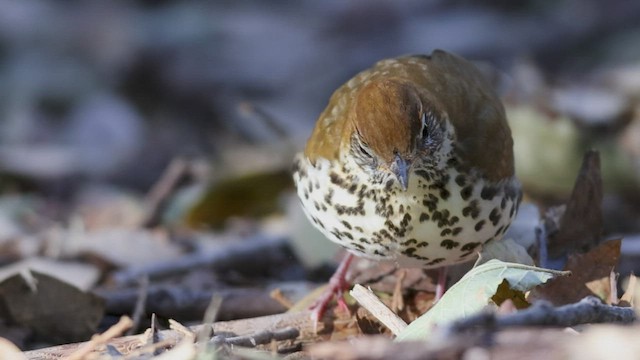 Wood Thrush - ML511943411