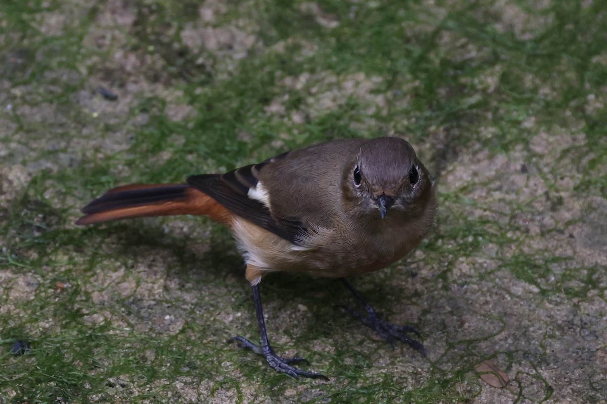 Daurian Redstart - ML511944061