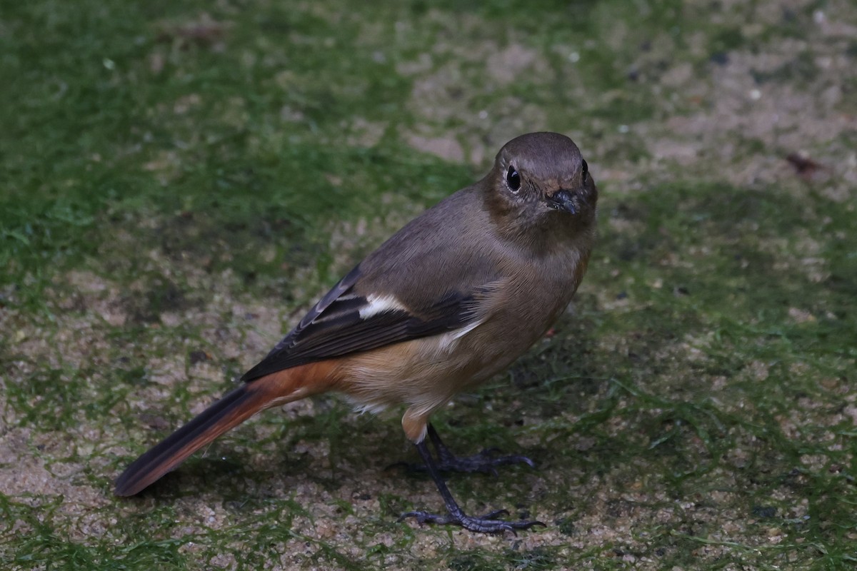 Daurian Redstart - ML511944071