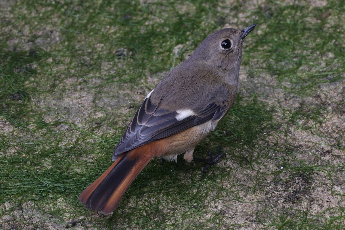 Daurian Redstart - ML511944081