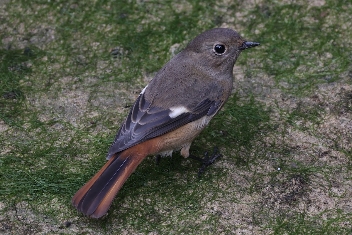 Daurian Redstart - ML511944091