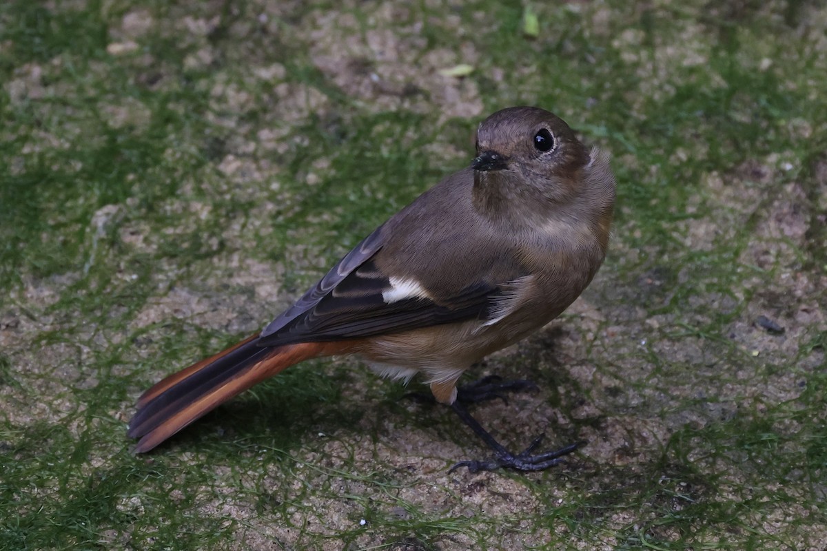 Daurian Redstart - ML511944101