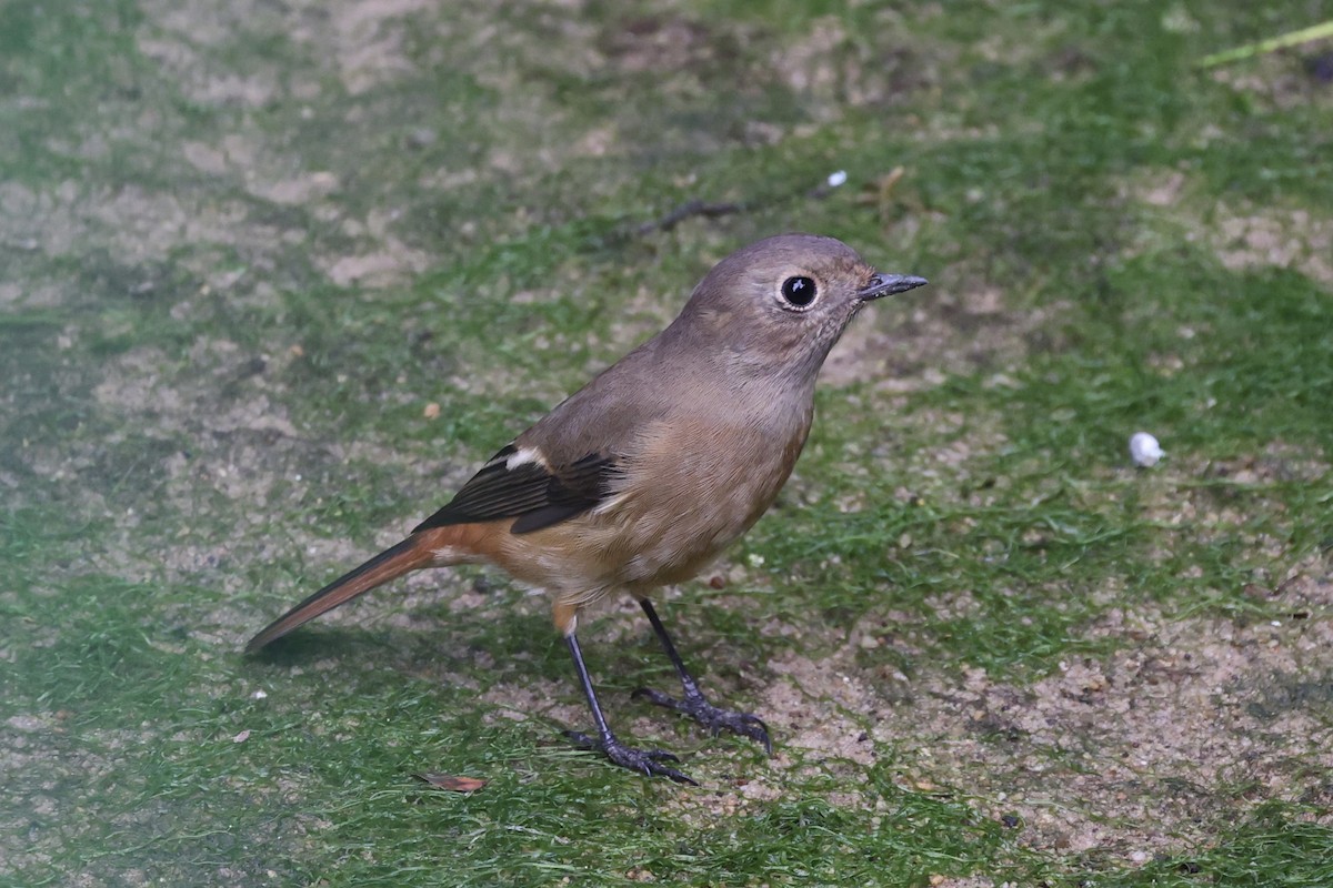 Daurian Redstart - ML511944131