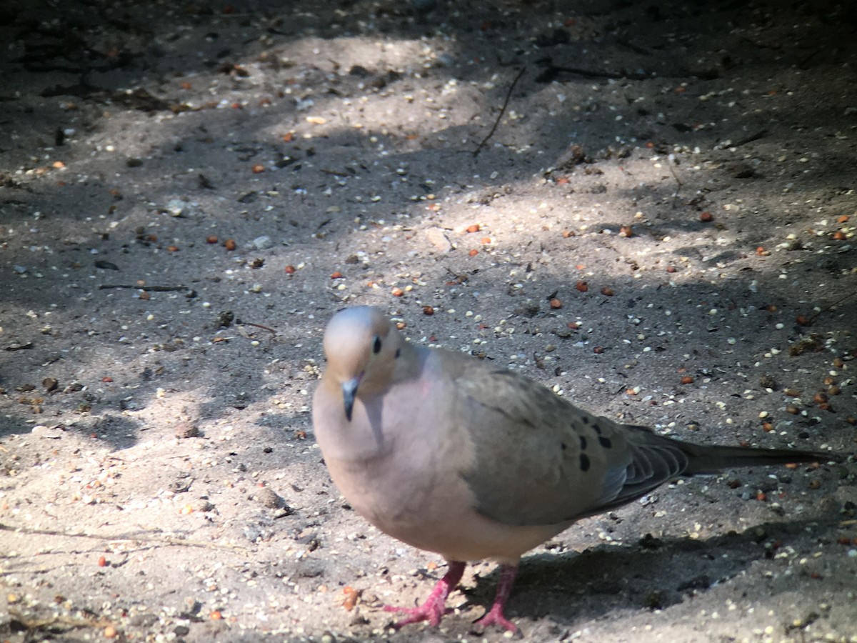 Mourning Dove - David Simpson