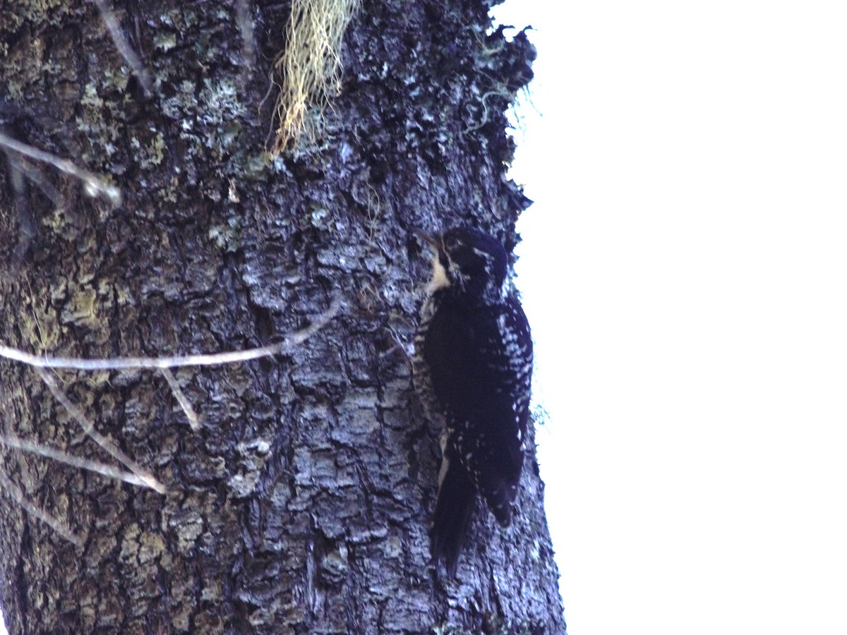 American Three-toed Woodpecker - Ben Baldwin