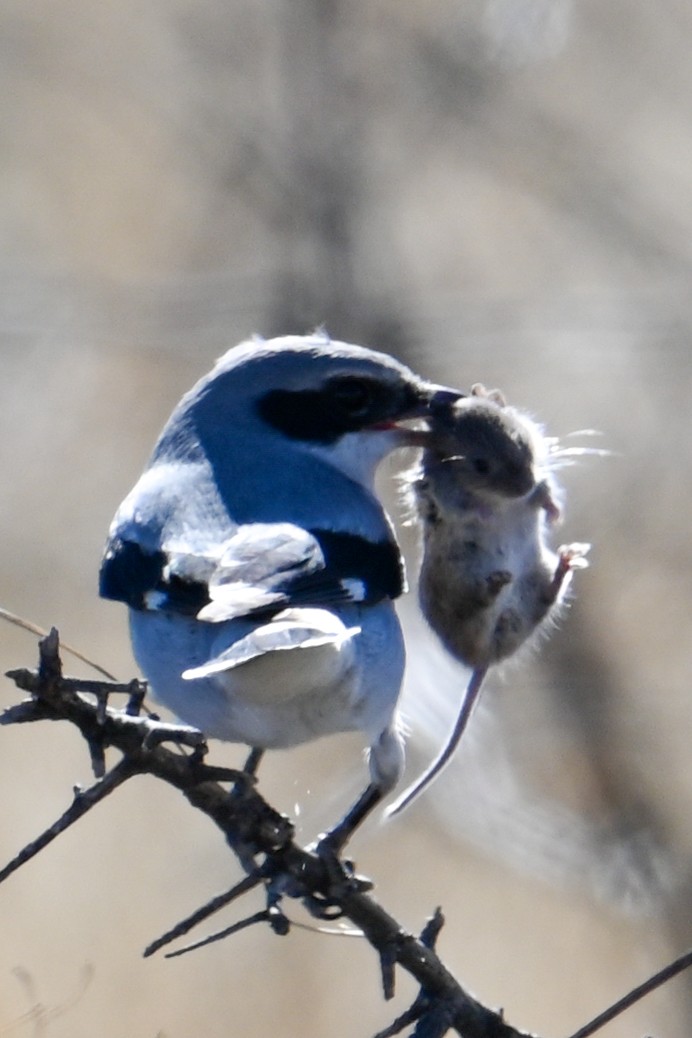 Loggerhead Shrike - ML511945541