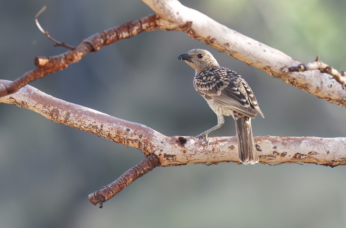 Spotted Bowerbird - Sam Woods