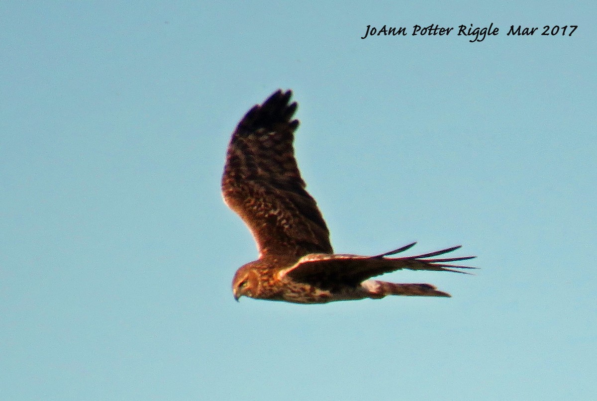 Northern Harrier - JoAnn Potter Riggle 🦤