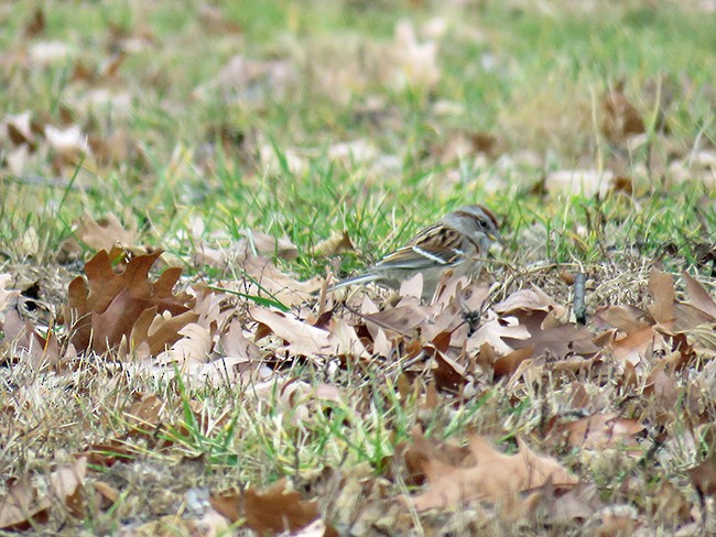 American Tree Sparrow - ML511946221