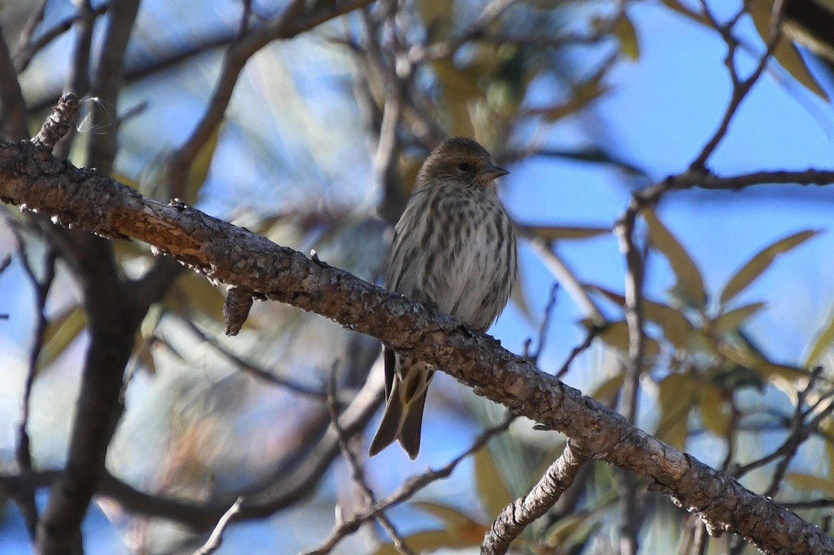 Pine Siskin - ML511947831