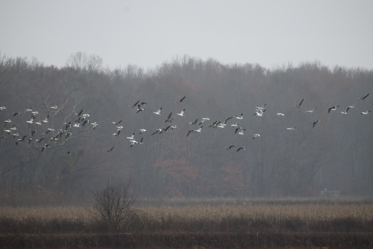 Snow Goose - ML511947841