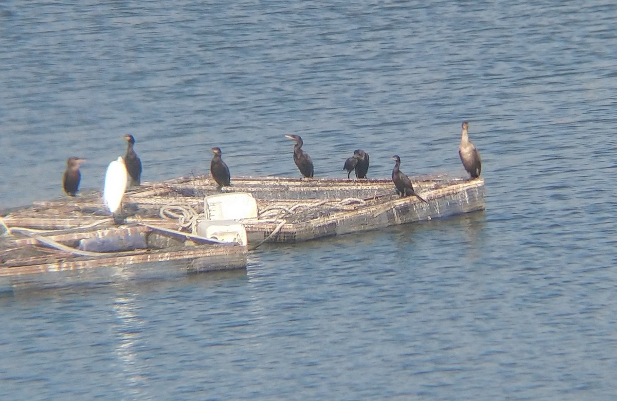 Double-crested Cormorant - ML511948341