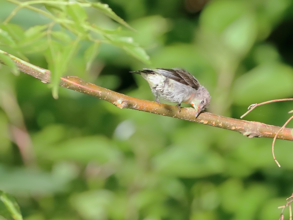 Mistletoebird - ML511949361