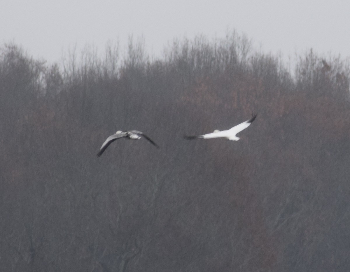 Snow Goose - ML511949611