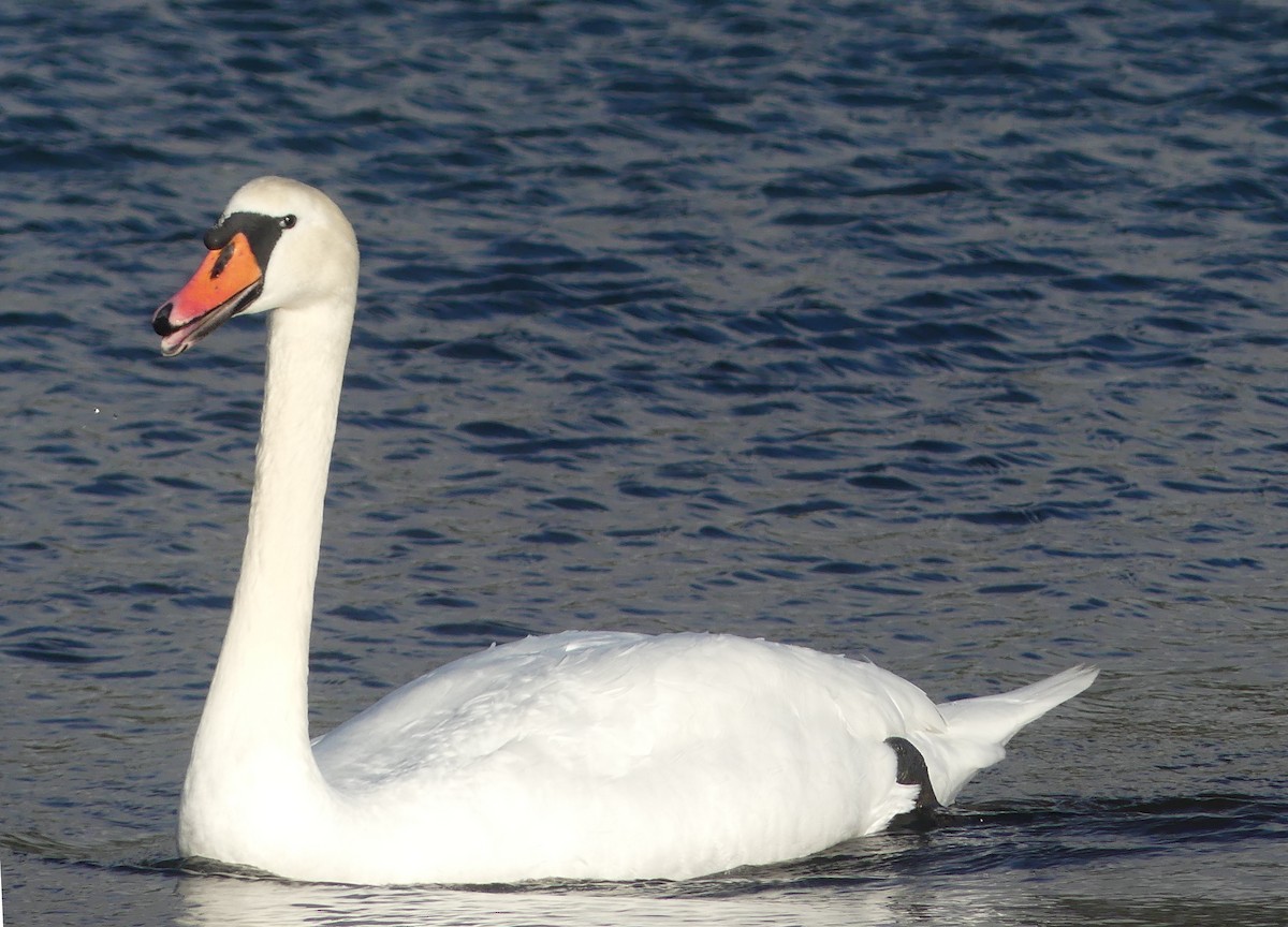 Хуруут хун - ML511949691