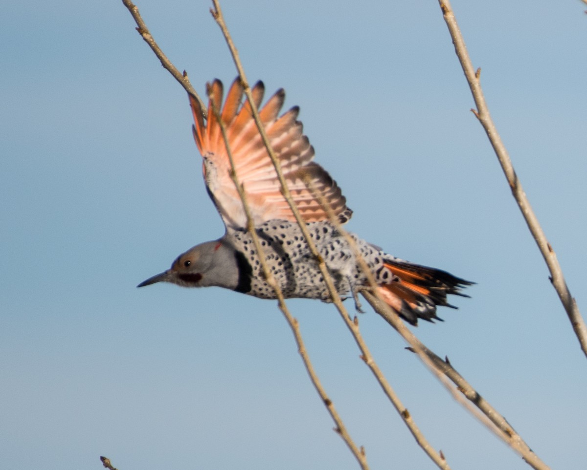 Northern Flicker (Yellow-shafted x Red-shafted) - ML511949751