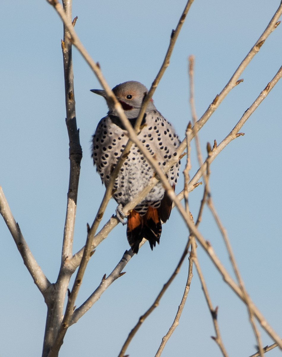Northern Flicker (Yellow-shafted x Red-shafted) - ML511950191