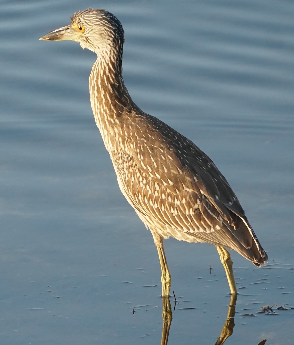 Yellow-crowned Night Heron - John McCallister