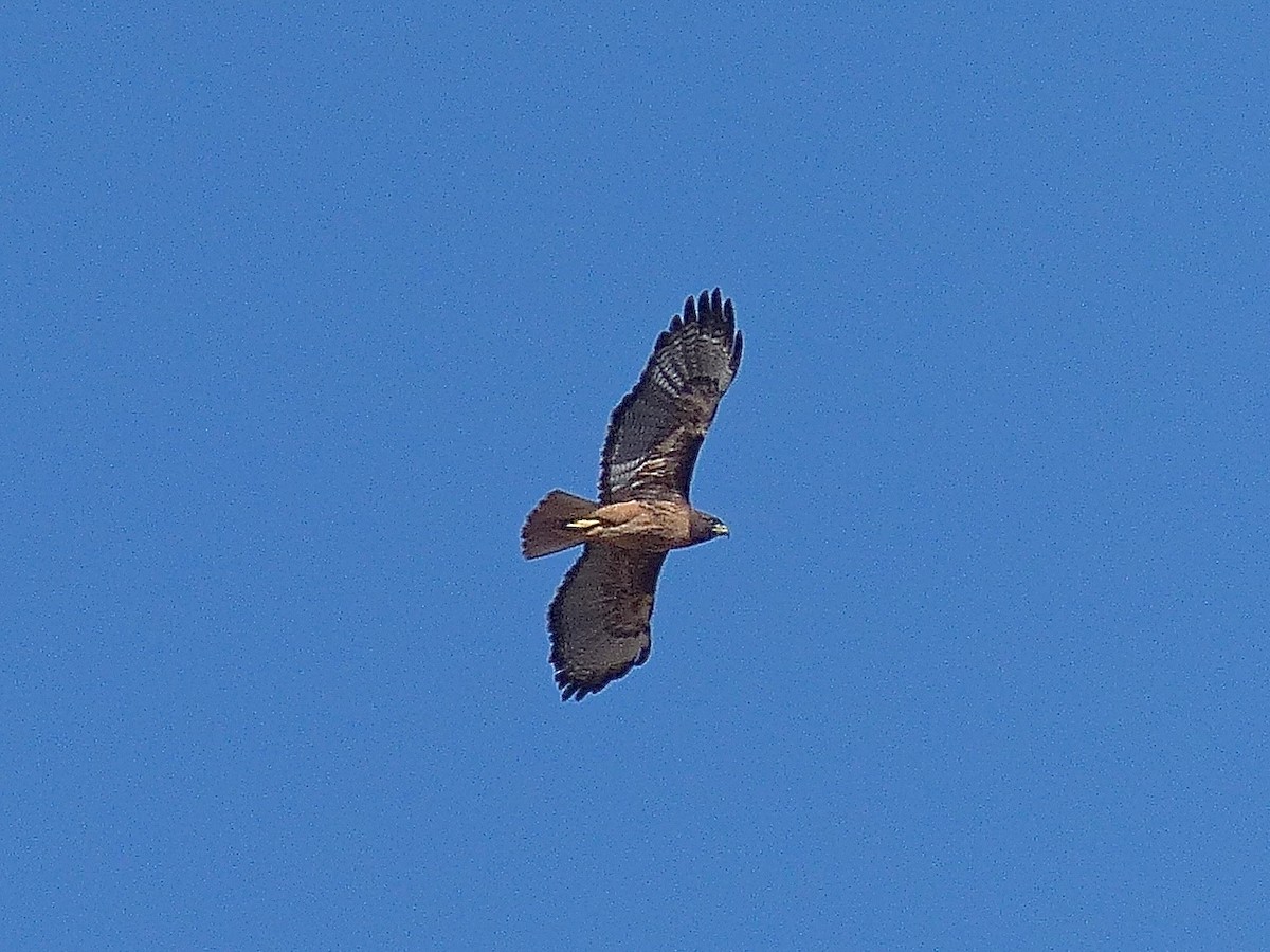 Rotschwanzbussard - ML511953051