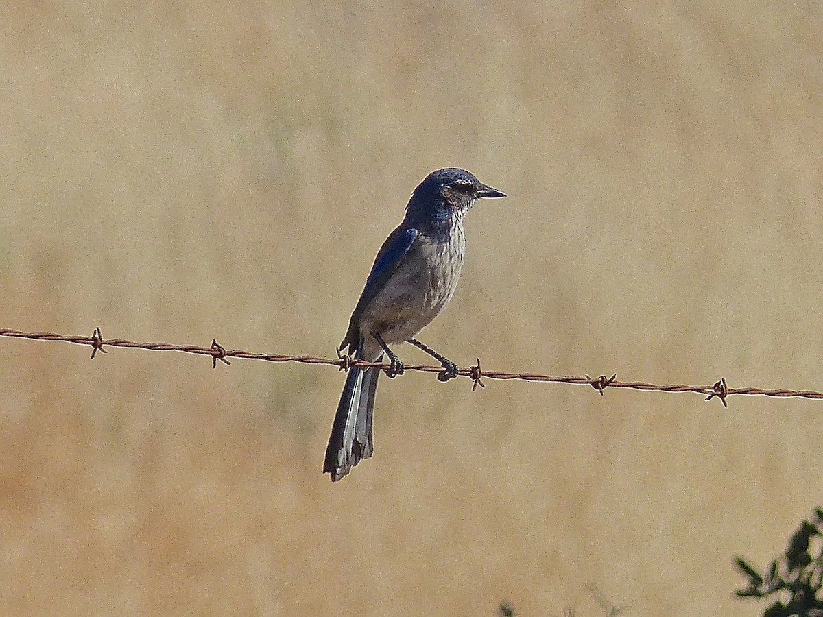 California Scrub-Jay - ML511953101