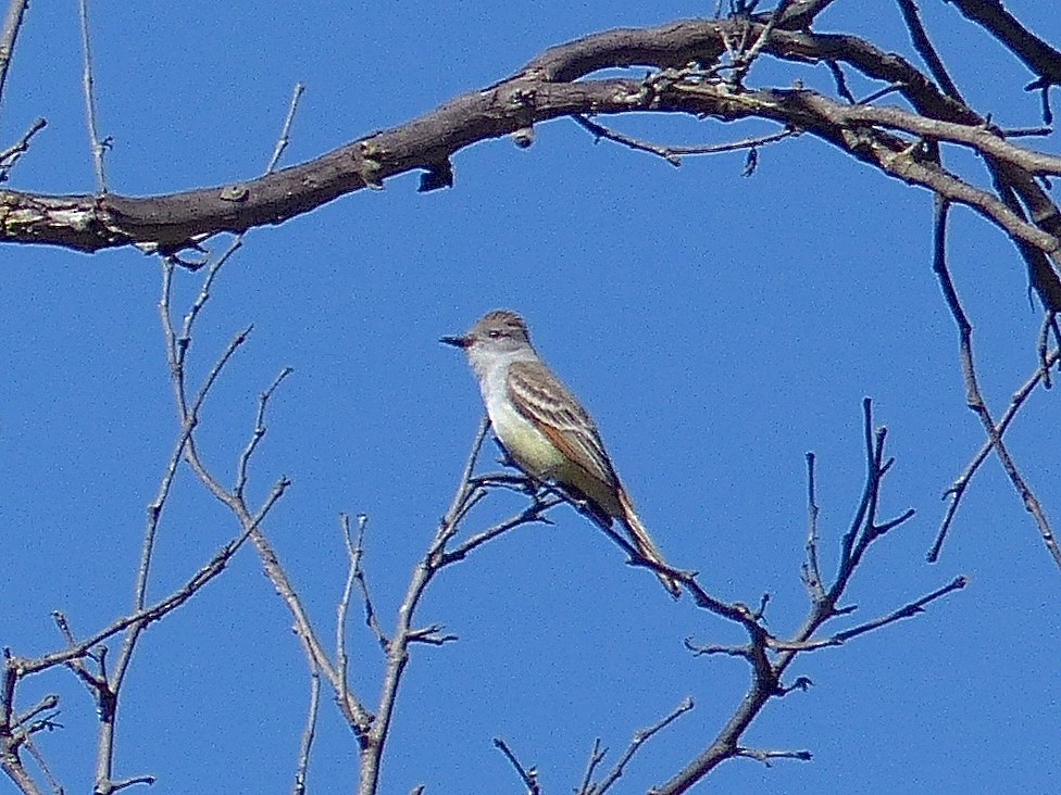 Ash-throated Flycatcher - ML511953131