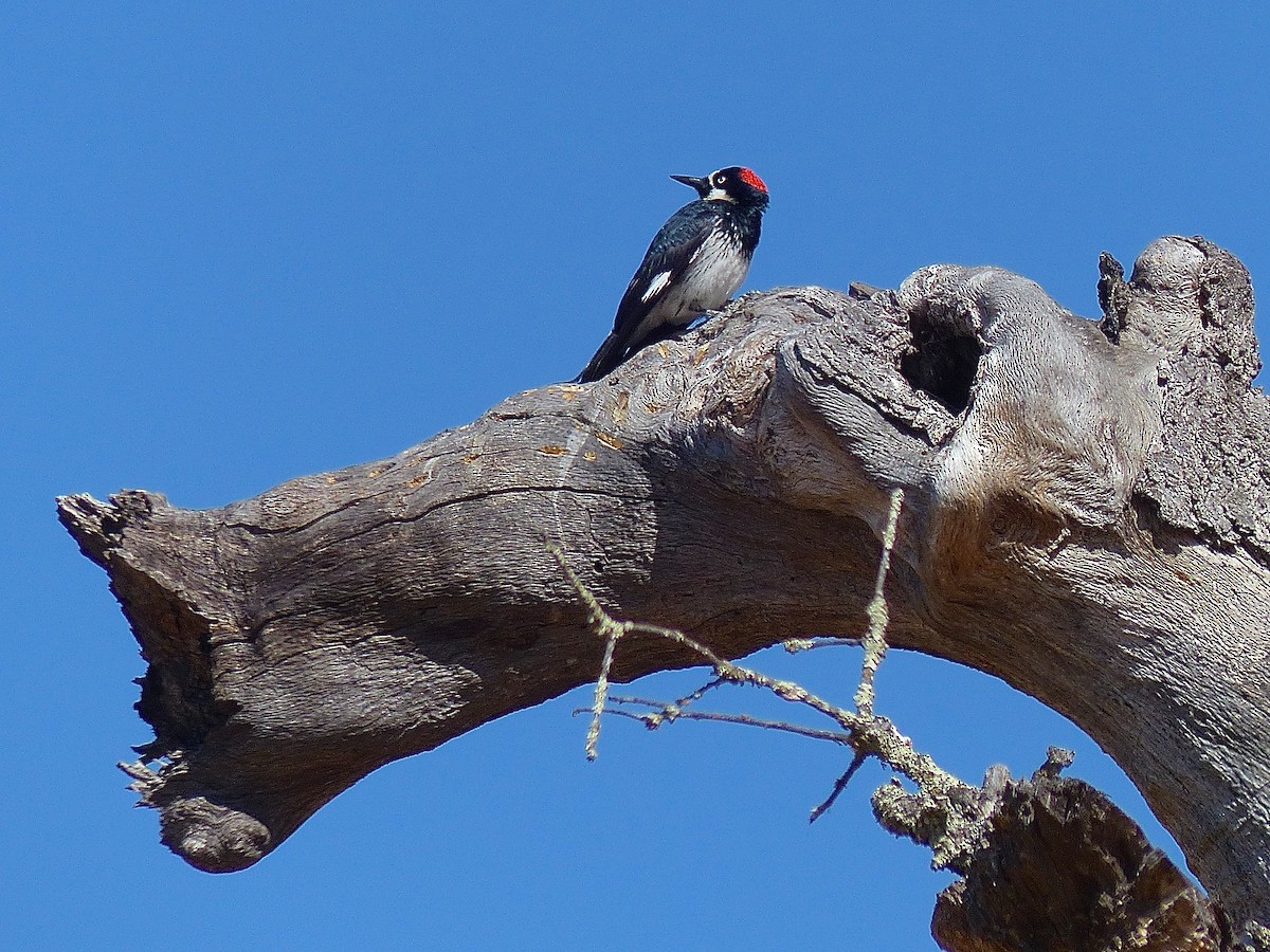 Acorn Woodpecker - ML511953161