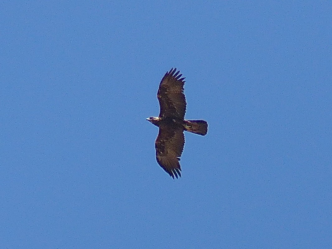 Golden Eagle - ML511953181