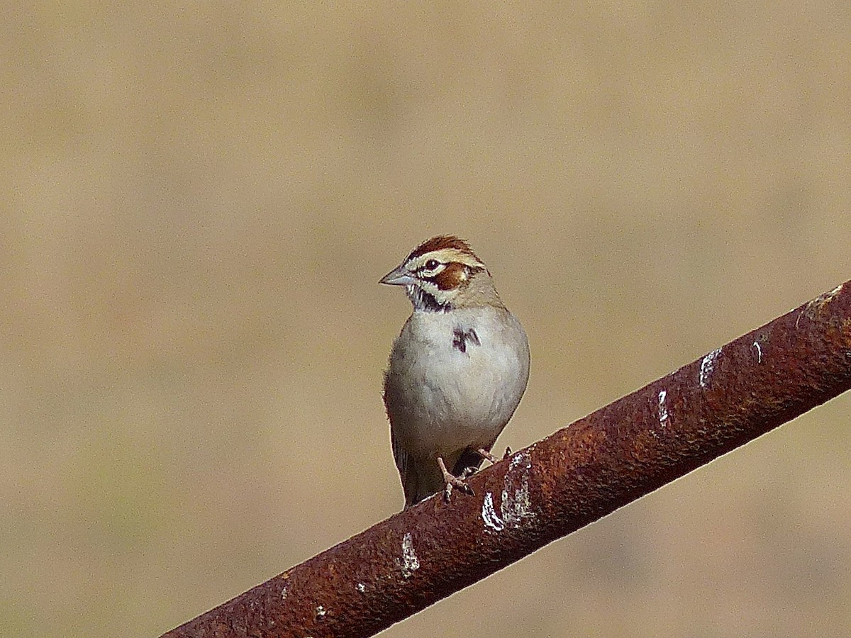 Lark Sparrow - ML511953271