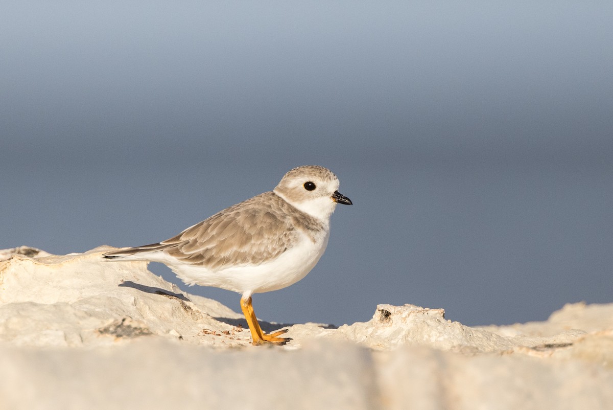 Piping Plover - ML511953671