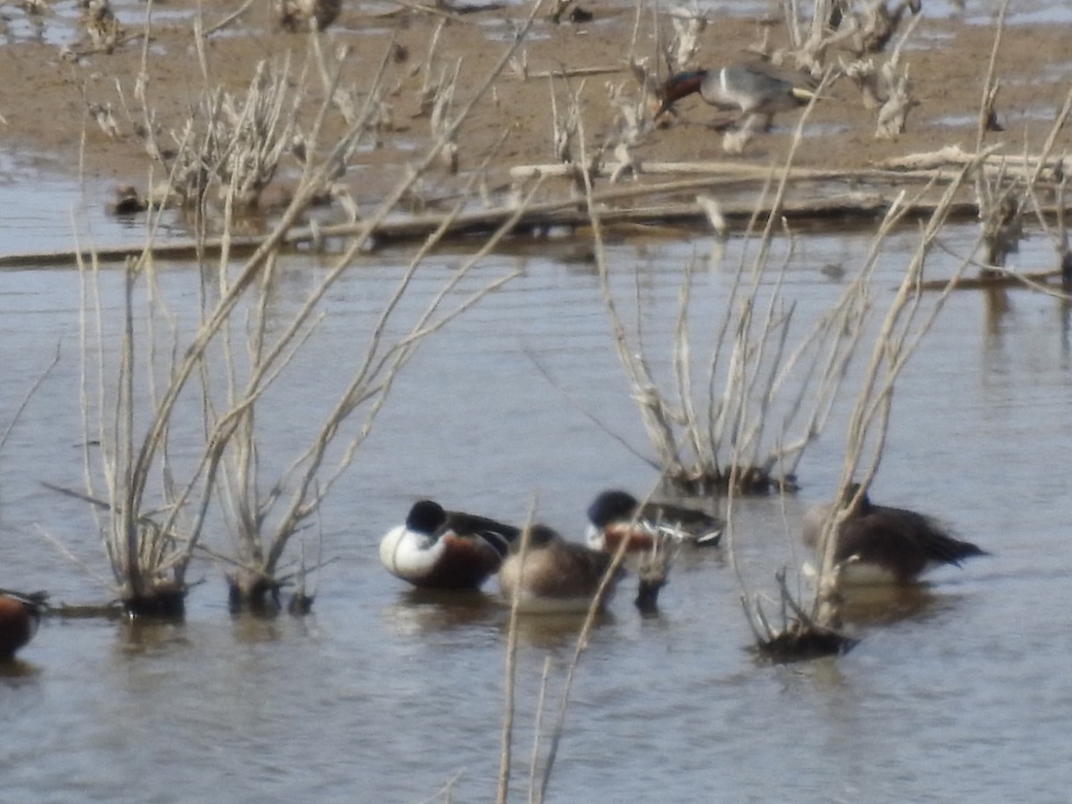 Northern Shoveler - ML51195391