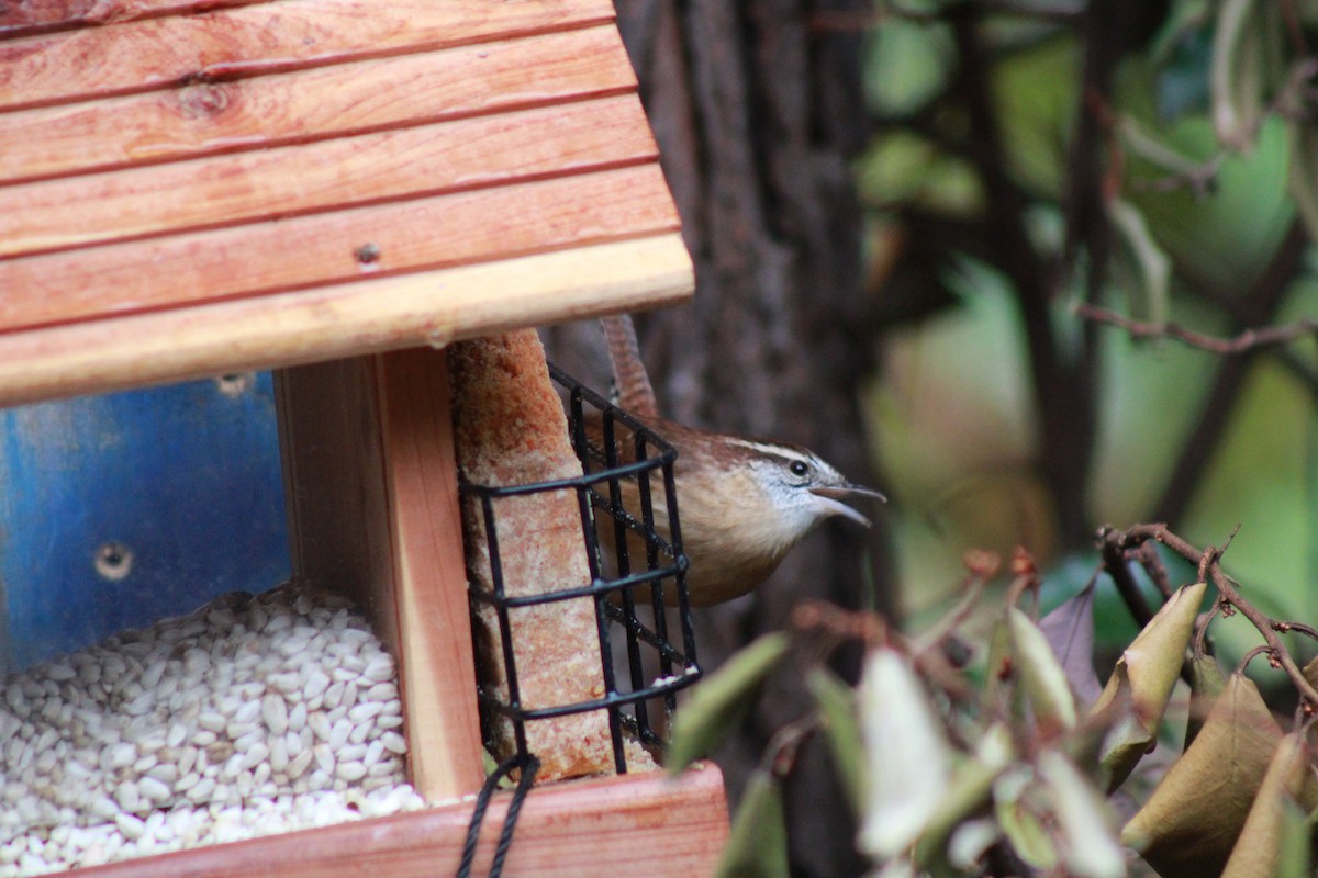 Carolina Wren - ML511956361