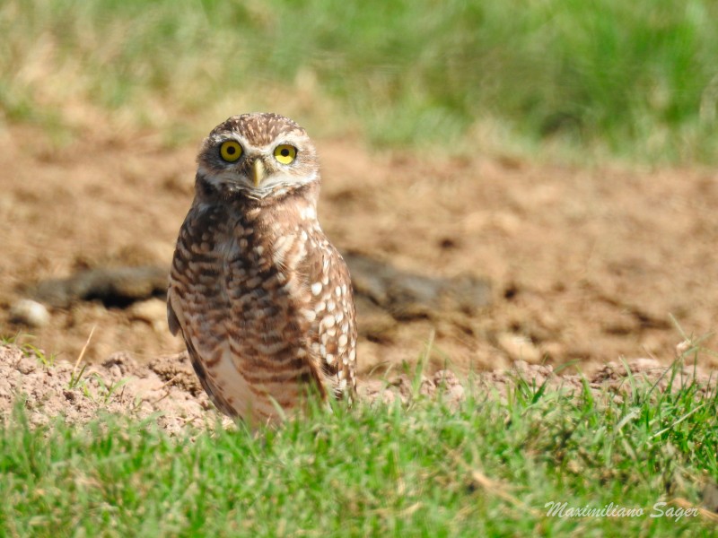 Burrowing Owl - ML51195701