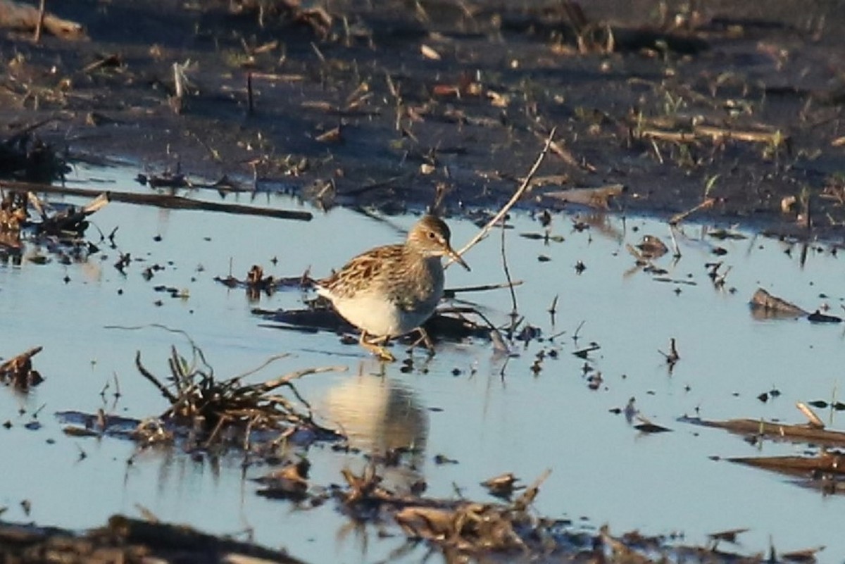 Pectoral Sandpiper - Andrew Orgill