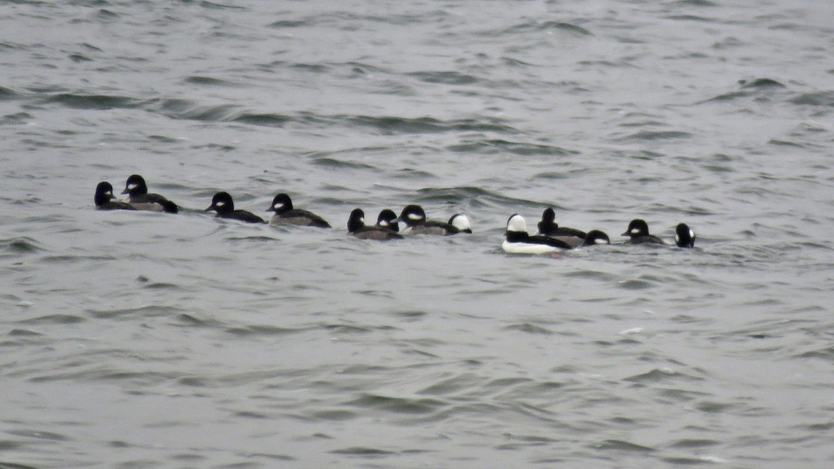 Bufflehead - ML511958681