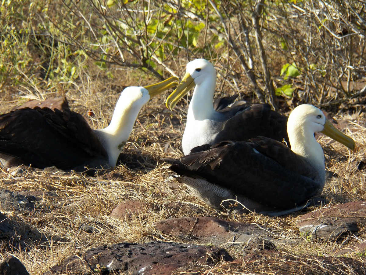 albatros galapážský - ML511959331