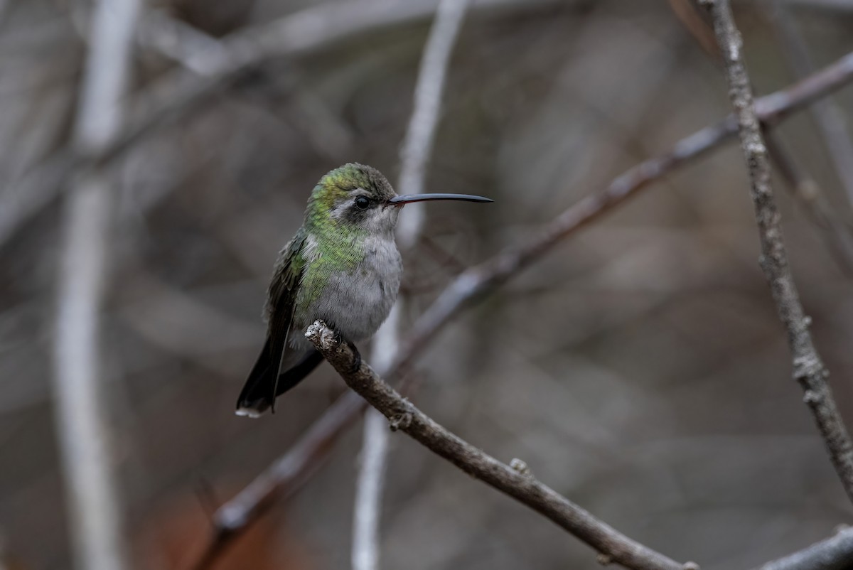 Broad-billed Hummingbird - Clay Billman