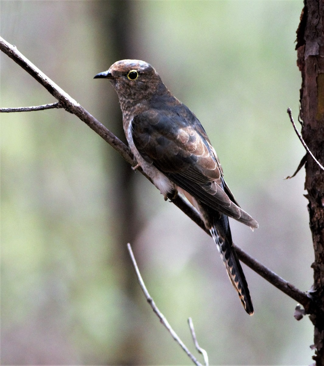 Fan-tailed Cuckoo - Greg Roberts