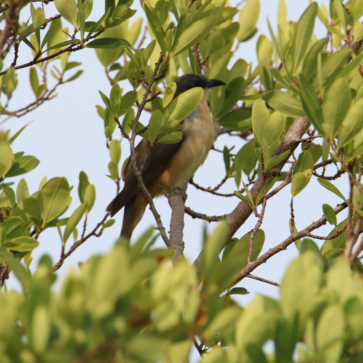 Dark-billed Cuckoo - ML511960251