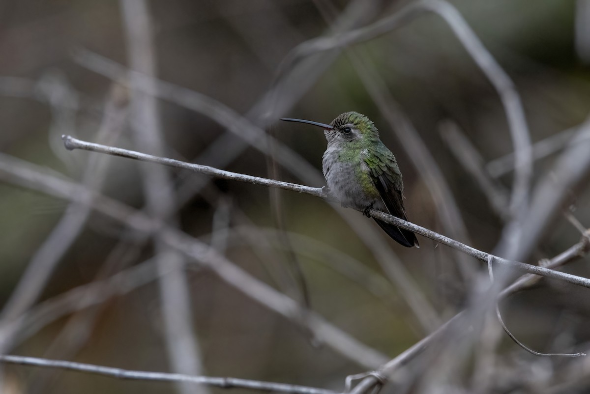 Broad-billed Hummingbird - ML511960511